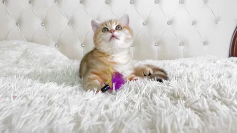 Little red ginger striped kitten lying on white bed and looking up. Stock Footage 154651244