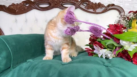 Little red ginger striped kitten and red flowers on white bed Stock Footage 155012428