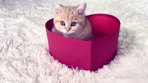 Little red ginger striped kitten sitting near red heart shaped box Stock Footage 155102155