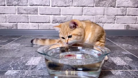 Little red ginger striped kitten drinking from glass bowl. Video stock 157008352