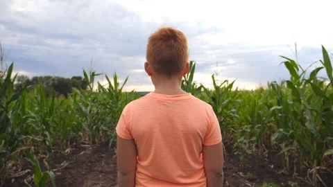 Little red-haired boy standing at corn field and enjoying nature landscape Stock Footage 320461127