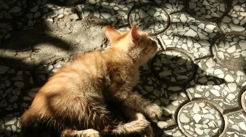 Little red-haired kitten. Stock Footage 37864948