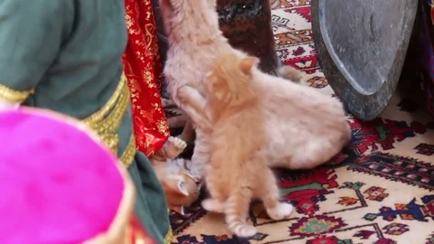 Little red homeless kittens play with each other on the street in Baku Stock Footage