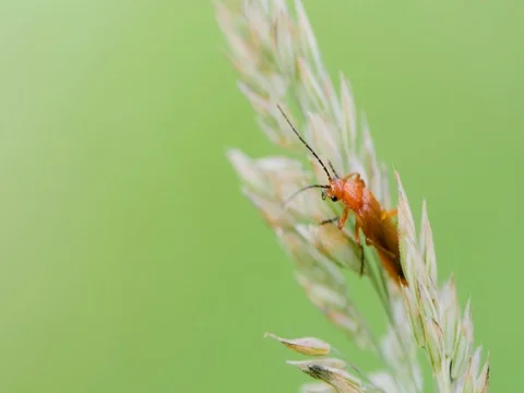 Little red insect beast on a leaf Stock-Footage 80248263