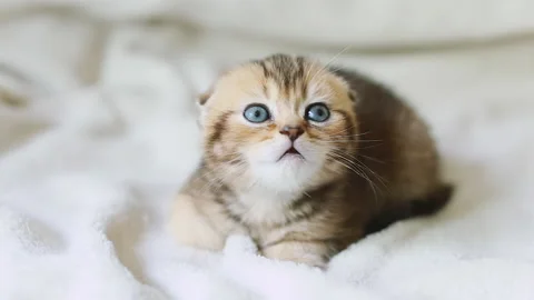 Little red kitten Video stock 155093317
