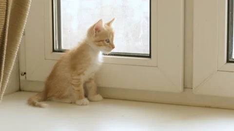 Little red kittens are sitting by the window Vidéo 56904142