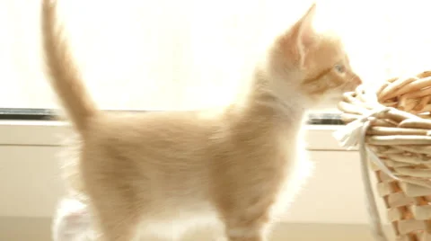 Little red kittens are sitting by the window Stock Footage 56908511