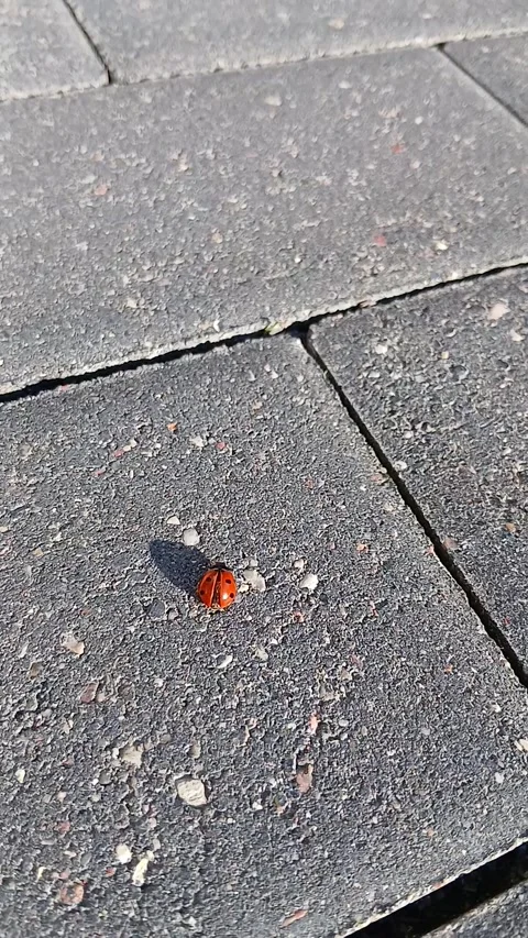 Little red ladybug beetle crawling on a stone sidewalk video footage Stock Footage 348526034