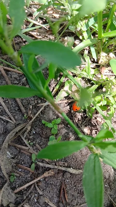 Little red ladybug crawling on green plant stems in summer garden Stock Footage 341757802