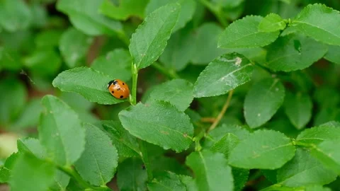 Little red ladybug on a leaf on a green background in closeup Stock Footage 132897252
