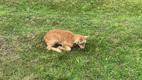 A little red lamb is lying on the grass and grazing it. Stock Footage 302961337