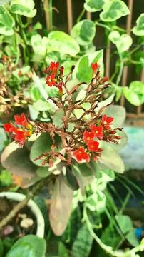 Little red 스톡 사진