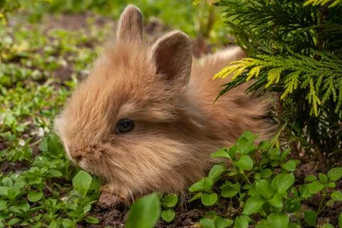 The little red rabbit has a rest in a shadow Stock Photos