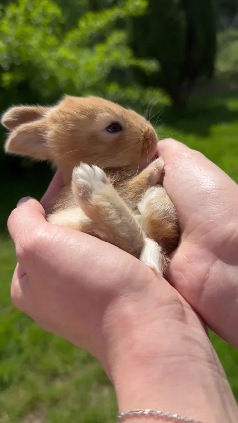 A little red rabbit was scared by a flying bird Stock Footage 309950694