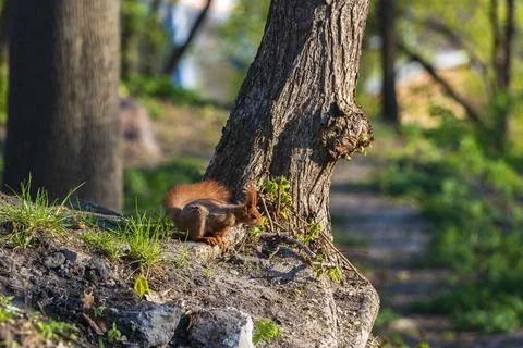 Little red squirrel Stock Photos