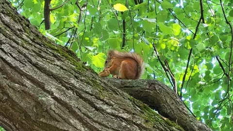 A little red squirrel is sitting on a tree branch, eating a walnut Stock Footage 337404357