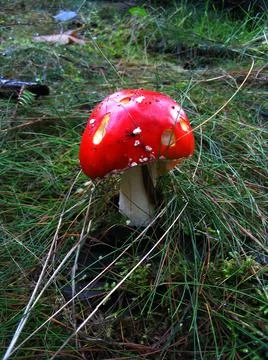 Little red toadstool growing in the grass Stock Photos