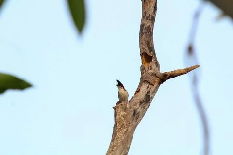 A little red-whiskered bulbul (Pycnonotus jocosus) sitting on a dried tree Stock Photos