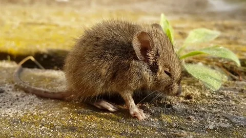 Little rightened mouse Stock Footage 73492592