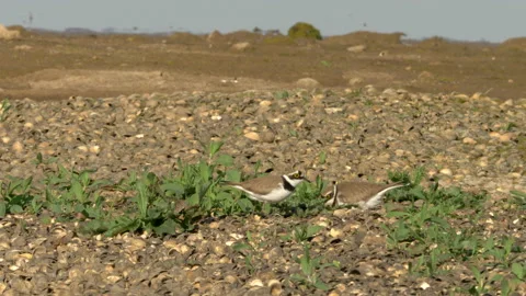 Little ringed plover 1 Charadrius dubius pair at nest Video stock 148515084