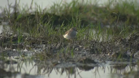 Little ringed plover 1 Stock Footage 145848583