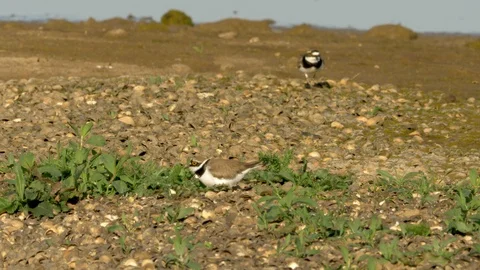 Little ringed plover 2 Charadrius dubius pair change over Видео 120348407