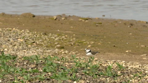 Little ringed plover 2 Charadrius dubius near nest Stock Footage 148515134