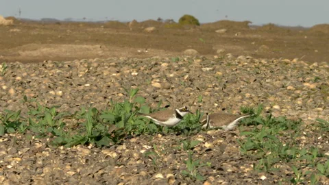 Little ringed plover 3 Charadrius dubius pair Stock Footage 148515169