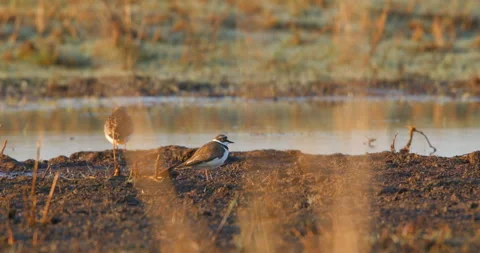 Little ringed plover bird, Charadrius dubius, in morning light. Stock Footage 112754905