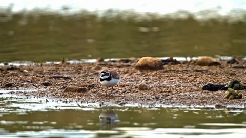 Little Ringed Plover bird feeding at waters edge. Stock Footage 109415096
