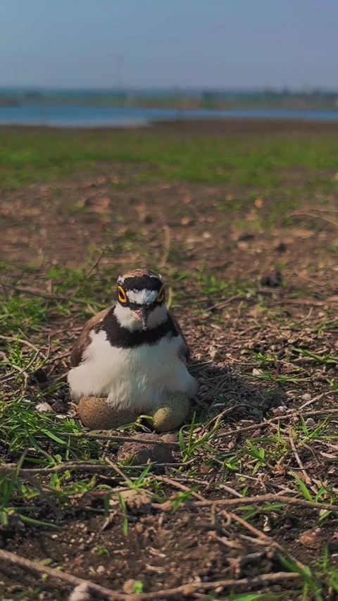 Little ringed plover bird sitting on its eggs in a nest on the ground Stock-Footage 334635573
