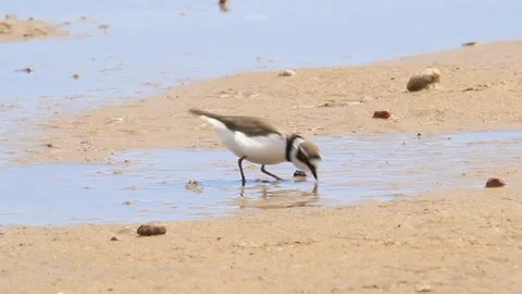 Little Ringed Plover Bird walking and eating. Charadrius dubius. Small plover. Stock Footage 171679921