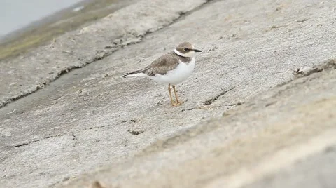 Little Ringed Plover ( Charadrius dubius ) in natural habitat Stock Footage 55726128