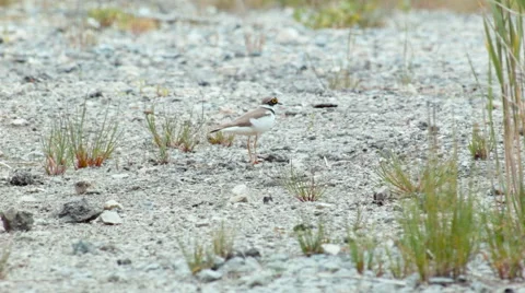 Little ringed plover Charadrius dubius a bit worried Video stock 64235947