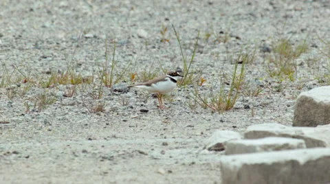 Little ringed plover Charadrius dubius is beeing careful Video stock 64236529