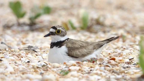 Little Ringed Plover (Charadrius dubius) a nest on the seashore Video stock 82261455