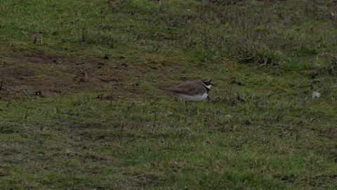 Little ringed plover Charadrius dubius foraging on rough ground Stock-Footage 82665153
