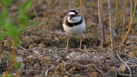 Little ringed plover (Charadrius dubius) nest Stock-Footage 92436135