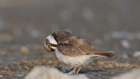 Little ringed plover (Charadrius dubius) plucking its feathers on the beach. Video stock 95860683