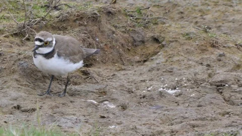 Little ringed plover Charadrius dubius foraging on rough ground Stock Footage 108053488