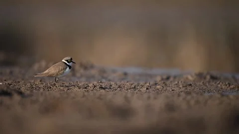 Little ringed plover (Charadrius dubius) in Morning 動画素材 304039345