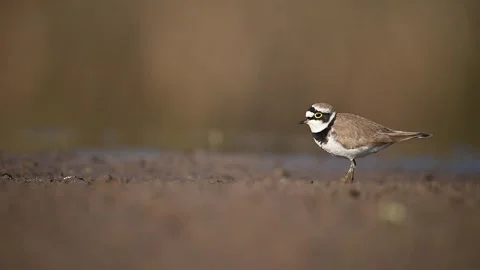 Little Ringed Plover (Charadrius dubius) Feeding in morning 動画素材 304039942