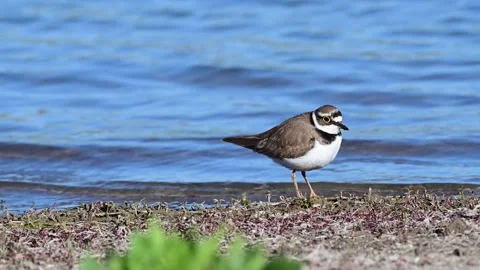 Little ringed plover (Charadrius dubius) foraging on the lakeshore, watching car Stock Footage 309707691