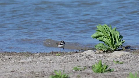 Little ringed plover (Charadrius dubius) walks along the lakeshore in slow motio Video stock 309707719