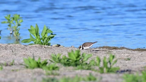 Little ringed plover Charadrius dubius foraging on the lakeshore Stock-Footage 310139507