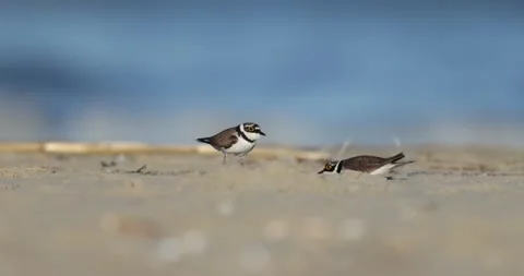 Little Ringed Plover (Charadrius dubius) Stock Footage 332370945