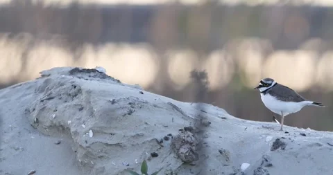 Little Ringed Plover (Charadrius dubius) Stock Footage 333011459