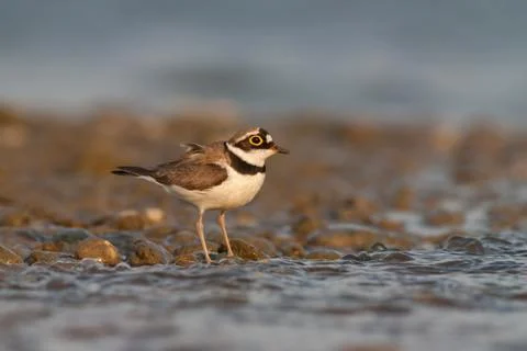 Little ringed plover, Charadrius dubius with copy space Stock Photos