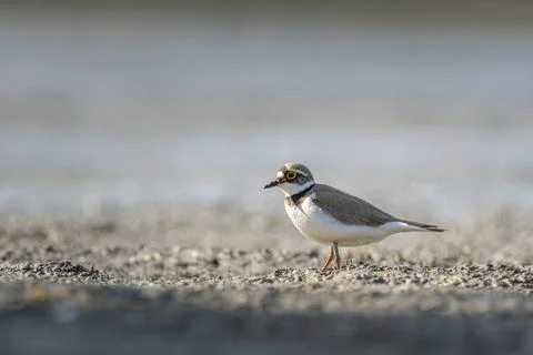 Little ringed plover (Charadrius dubius) Stock Photos