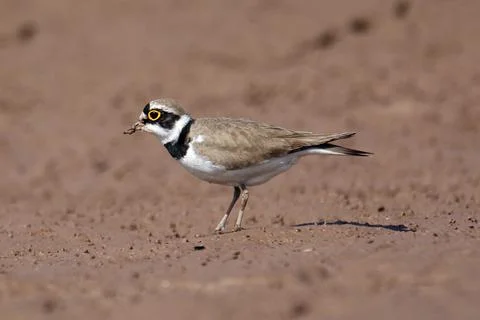 Little ringed plover (Charadrius dubius) Stock Photos